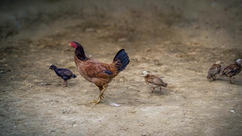 Guided by instinct, grounded in nature